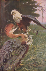 giant heron eagle / tigers